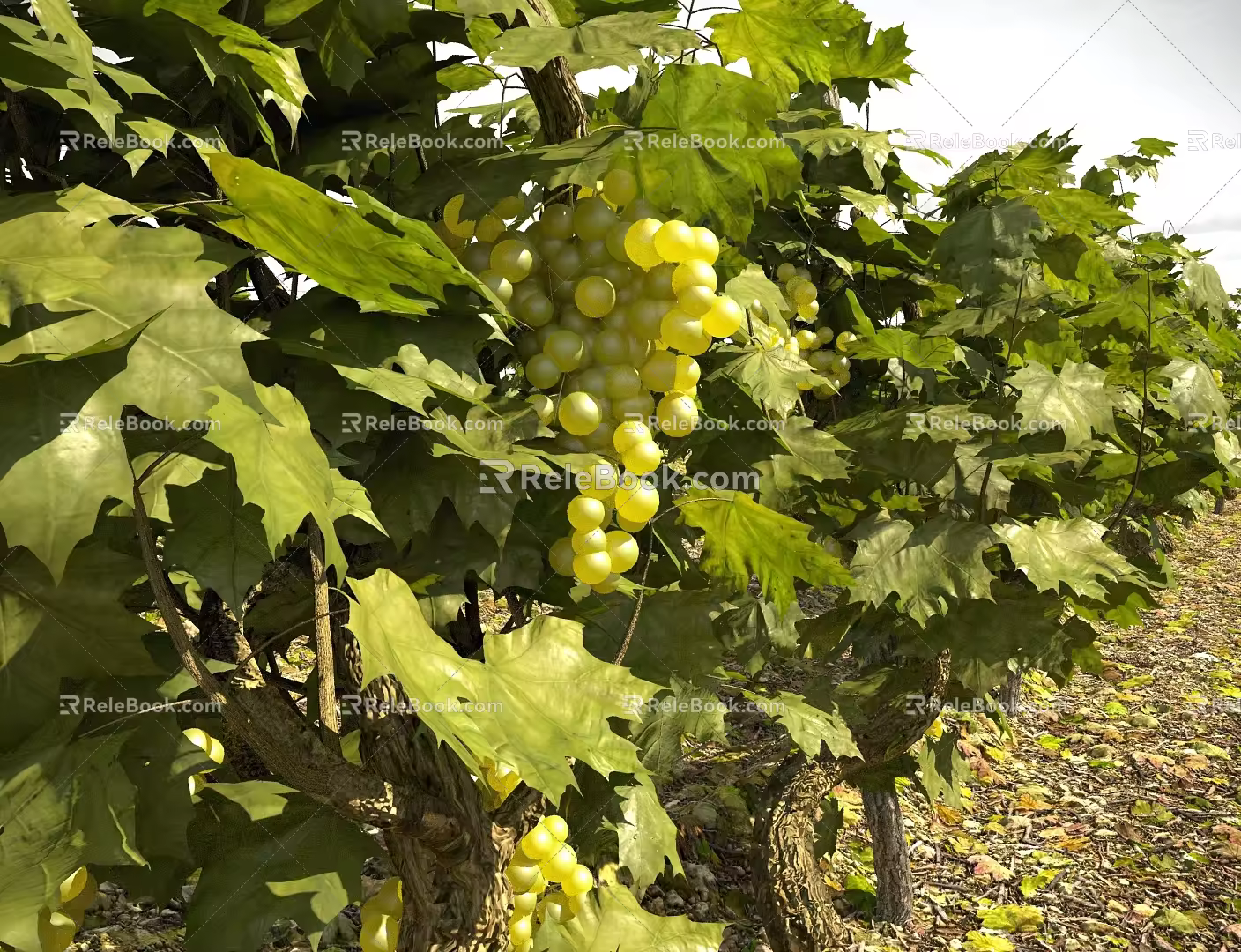 Grape trellis Vine Man Vineyard Grapevine Trellis 3d model