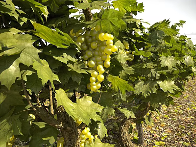 Arbor Laden With Clusters Of Green Grapes And Lush Green Leaves In Outdoor Natural Setting 3d model