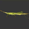 Green Grasshopper With Slender Body Long Antennae And Hind Legs On Dark Background With Reflection