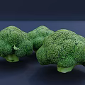 Three Fresh Vibrant Green Broccoli Heads Arranged on Dark Background