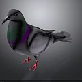 Gray Pigeon With Green And Purple Neck And Red Feet On Dark Background