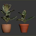 Two Potted Plants In Orange And Red Terracotta Pots With Green Red Edged Leaves