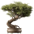 Small and Large Bonsai Trees with Twisted Trunks and Green Leaves in Ceramic Pots