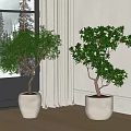 Indoor Bonsai Potted Plants Near Window With Snowy View Light Colored Pots on Wooden Floor