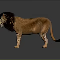 Lion 3D Model in Standing Pose with Brown Fur Black Mane Gray Background Reflective Ground