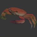 Red Crab With Detailed Legs And Realistic Appearance On Dark Reflective Surface