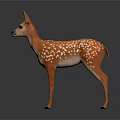 Cute Fawn With White Spots And Brown Body Standing On Dark Background With Reflection