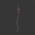 3D Human Body Model Showing Internal Organs Heart And Vascular System On Dark Background