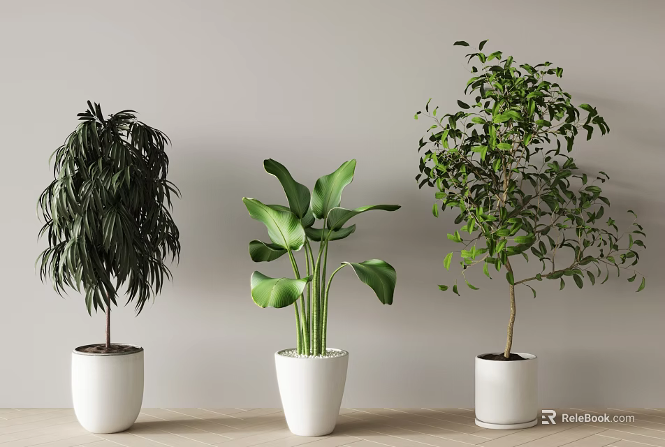 Various Types Of Indoor Potted Plants In White Pots For Home Interior Decor 3d model 