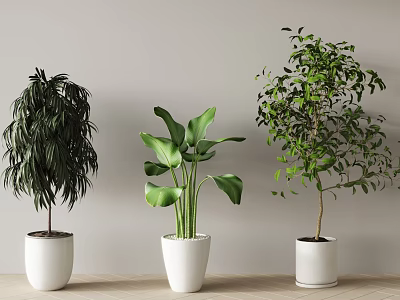Various Types Of Indoor Potted Plants In White Pots For Home Interior Decor 3d model