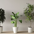 Various Types Of Indoor Potted Plants In White Pots For Home Interior Decor