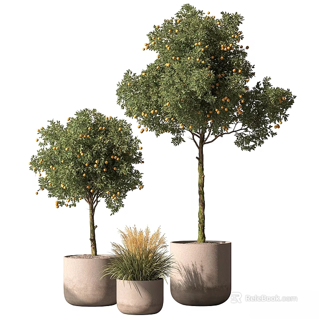 Potted Citrus Trees With Fruits And Small Grass In Concrete Planters For Garden Accents 3d model 