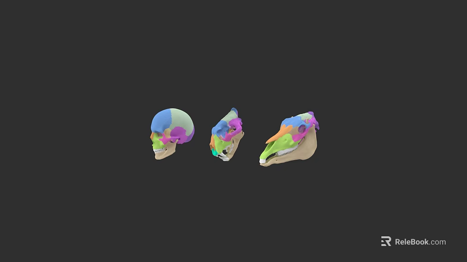 Colorful Anatomical Skull Models With 3D Design And Medical Educational Purpose 3d model 