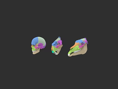 Colorful Anatomical Skull Models With 3D Design And Medical Educational Purpose 3d model