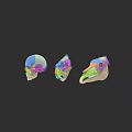 Colorful Anatomical Skull Models With 3D Design And Medical Educational Purpose