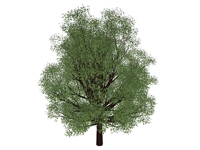 Arbor With Lush Green Foliage Full Natural Crown And Healthy Branch Structure 3d model