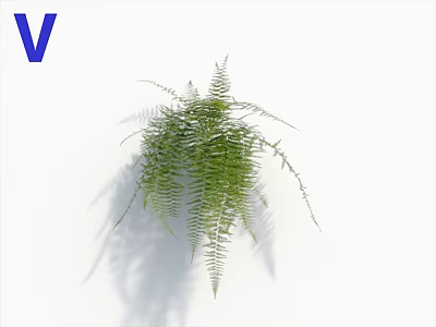 Lush Green Feathery Ferns With Hanging Fronds And Soft Shadow On White Background 3d model