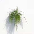 Lush Green Feathery Ferns With Hanging Fronds And Soft Shadow On White Background
