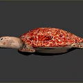 Red Shell Turtle With Orange And Black Patterned Flippers On Gray Background 3d model