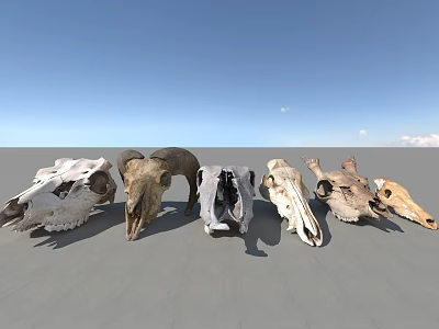High Quality Medical Teaching Animal Skull Models For Educational Training Use 3d model