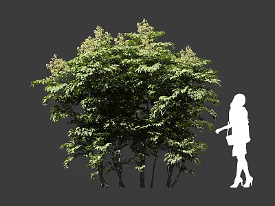 Tall Arbor With Lush Green Leaves And Small Flowers Beside Female Silhouette 3d model