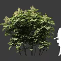 Tall Arbor With Lush Green Leaves And Small Flowers Beside Female Silhouette