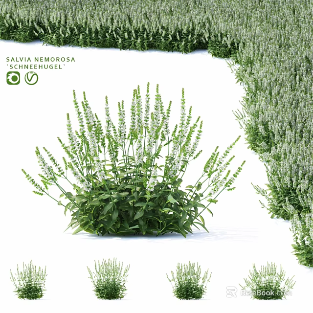 Natural Ornamental Plant Arrangement Featuring Salvia Nemorosa Schneehügel Green Foliage And White Flower Spikes 3d model 