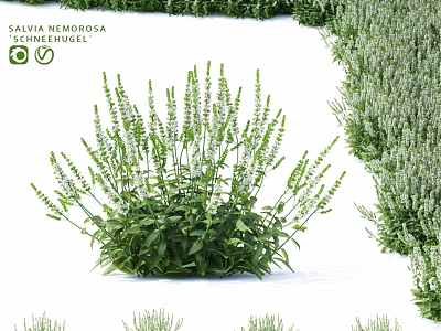 Natural Ornamental Plant Arrangement Featuring Salvia Nemorosa Schneehügel Green Foliage And White Flower Spikes 3d model