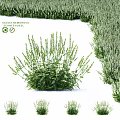 Natural Ornamental Plant Arrangement Featuring Salvia Nemorosa Schneehügel Green Foliage And White Flower Spikes
