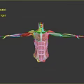 Detailed Human Body Muscle Anatomical Model Medical Device Showing Structure For Medical Education