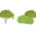 Diverse Ground Cover Plants with Shrub Like Growth and Green Purple Foliage for Landscaping