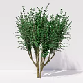 Modern plant crape myrtle clump trees 3d model