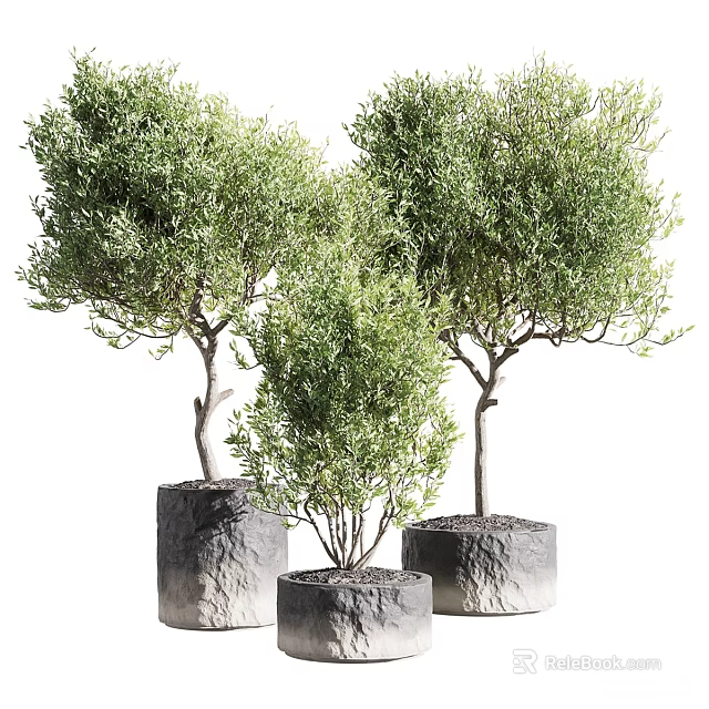 Three Bonsai Potted Plants With Lush Green Foliage In Cylindrical Stone Planters 3d model 