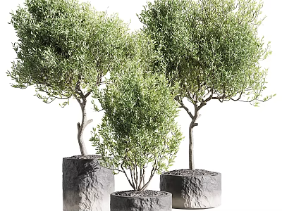 Three Bonsai Potted Plants With Lush Green Foliage In Cylindrical Stone Planters 3d model