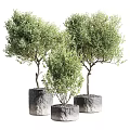 Three Bonsai Potted Plants With Lush Green Foliage In Cylindrical Stone Planters