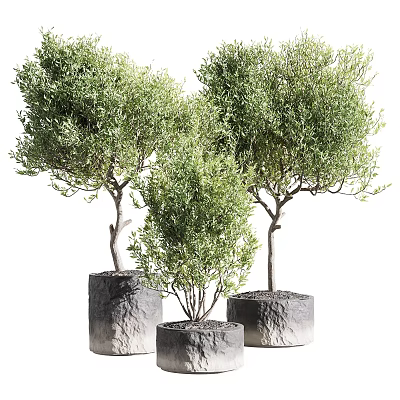 Modern Bonsai Bonsai 3d model