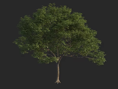 Arbor Tree With Lush Green Canopy Strong Trunk And Healthy Branches 3d model
