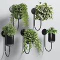 Indoor Wall Mounted Black Planters With Various Green Hanging Foliage Plants