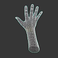 Man's Hand And Arm Anatomical Structure With Detailed Pose On Dark Background