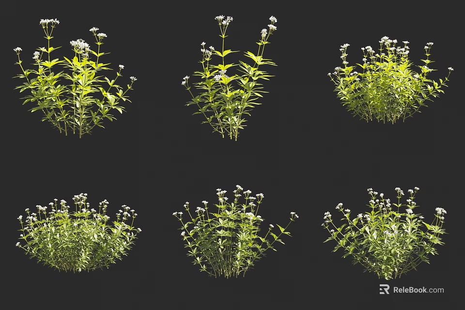 Herbaceous Green Plants Showing Slender Stems And Small White Flowers In Various Views 3d model 