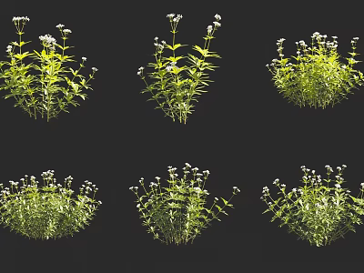 Herbaceous Green Plants Showing Slender Stems And Small White Flowers In Various Views 3d model