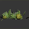 Fresh Striped Melons with Green Vines and Leaves on Blue Background with Reflection