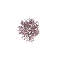 Tall Tree With Pink Blossoms And Female Silhouette Against Dark Backdrop