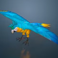 Vibrant Blue and Yellow Parrot Flying with Spread Wings in Sky