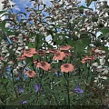 Vibrant Garden Flowers And Plants With White Pink Purple Blooms And Green Leaves