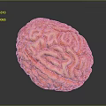 Detailed Red Brain Model Showing Anatomical Structures On Dark Background 3d model