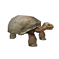 Turtle 3d model