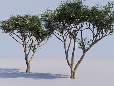 Modern Big Trees Garden Plant Setches Big Trees Plant Trees Tall Trees Landscape Trees 3d model