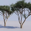 Modern Big Trees Garden Plant Setches Big Trees Plant Trees Tall Trees Landscape Trees 3d model