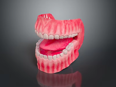 Dental Oral Structure Model With White Teeth Pink Gums And Red Tongue 3d model